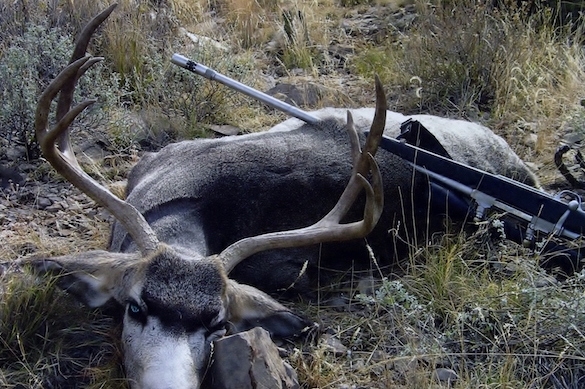 Ready To Book Your Mule Deer Hunt? Ready To Book Your Mule Deer Hunt?