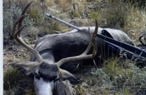 New Mexico Trophy Mule Deer Hunts