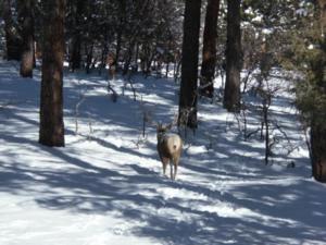 New Mexico Trophy Mule Deer Hunts