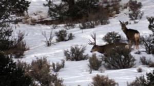 New Mexico Trophy Mule Deer Hunts